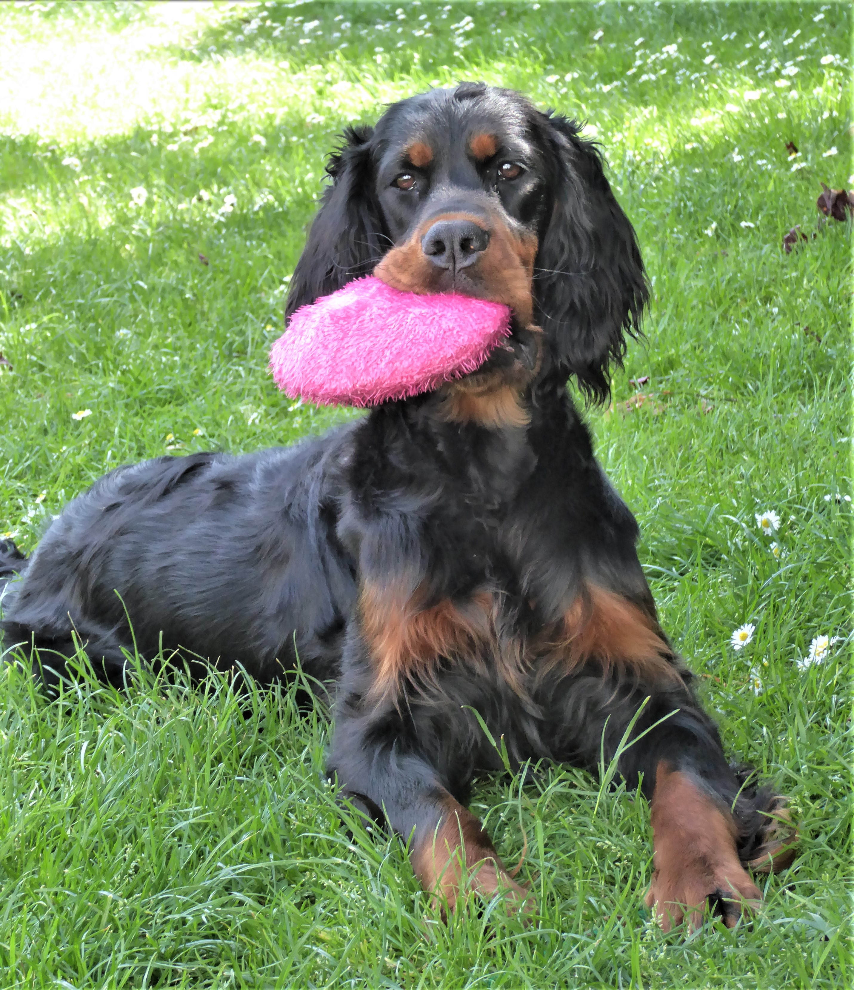 Gordon Setter Puppies For Sale Canada / Gordon Setter